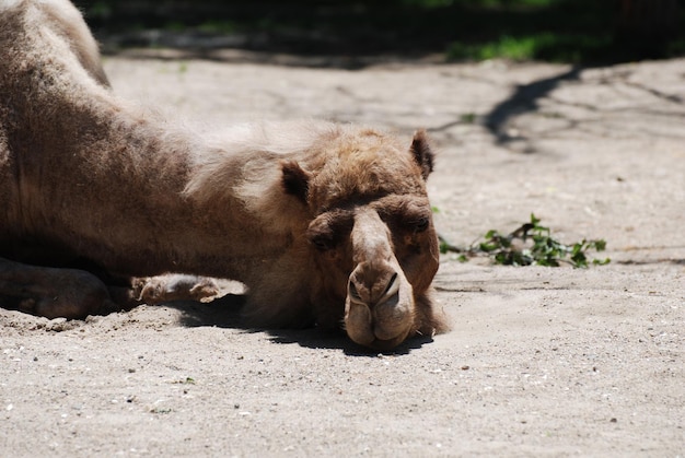 Free Photo camel asleep and basking in the sunshine