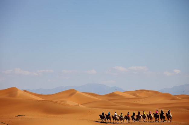 Free photo camel caravan in a desert in xinjiang, china