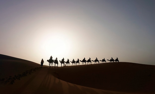 Free Photo camel caravan on the dune of erg chebbi at morocco