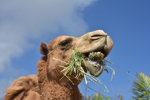 Free Photo camel chewing hay with his lip dropped down.