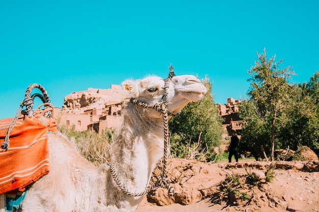 Free photo camel in desert