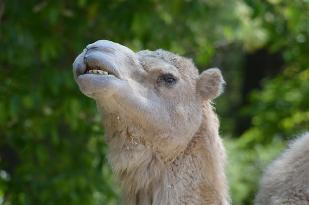 Camel making very silly faces.