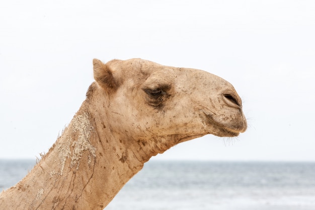 Free photo camel resting at the ocean shore