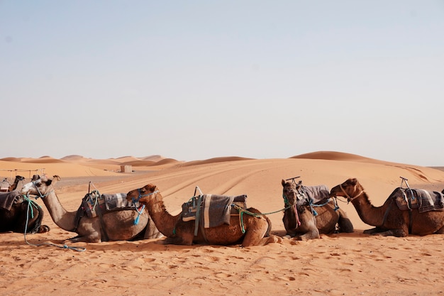 Camel rides at Erg Chebbi, Morocco