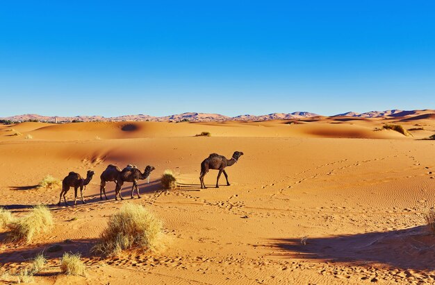 Camel in the Sahara desert in Morocco