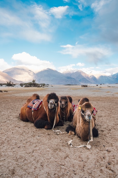 camel waiting for tourist in Leh Ladakh, India