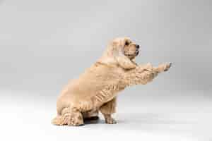 Free photo can't touch invisible. american spaniel puppy. cute groomed fluffy doggy or pet is playing isolated on gray background. studio photoshot. negative space to insert your text or image.