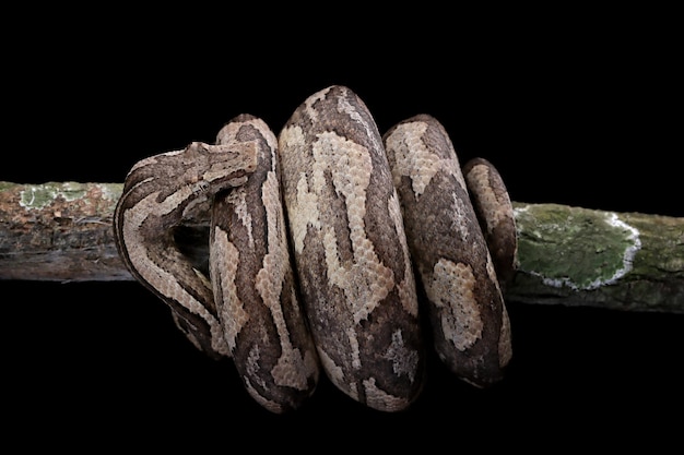 Candoia ground boa snake Candoia carinata closeup head on black background