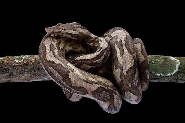 Candoia ground boa snake Candoia carinata closeup head on black background