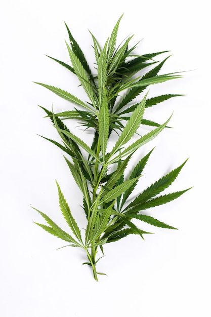 Cannabis leaf plant