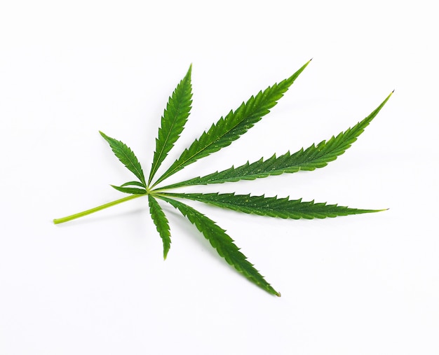 Cannabis leaf plant