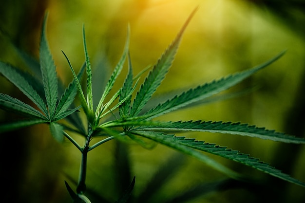 Cannabis marijuana leaf closeup