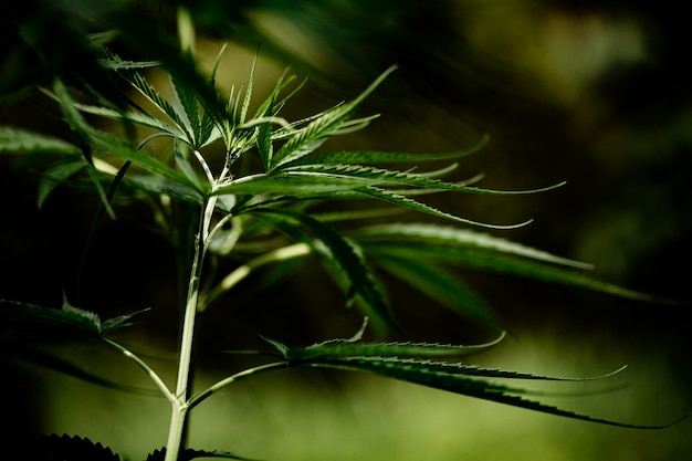 Cannabis marijuana leaf closeup