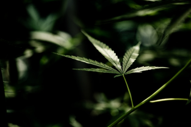 Cannabis marijuana leaf closeup