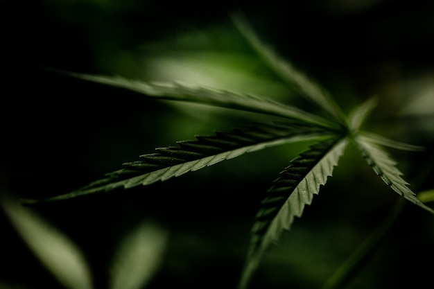 Cannabis marijuana leaf closeup