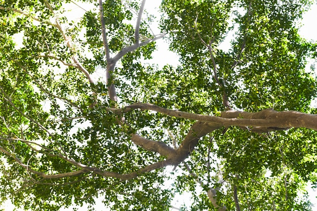 Free photo canopy of fresh green leaves in summer