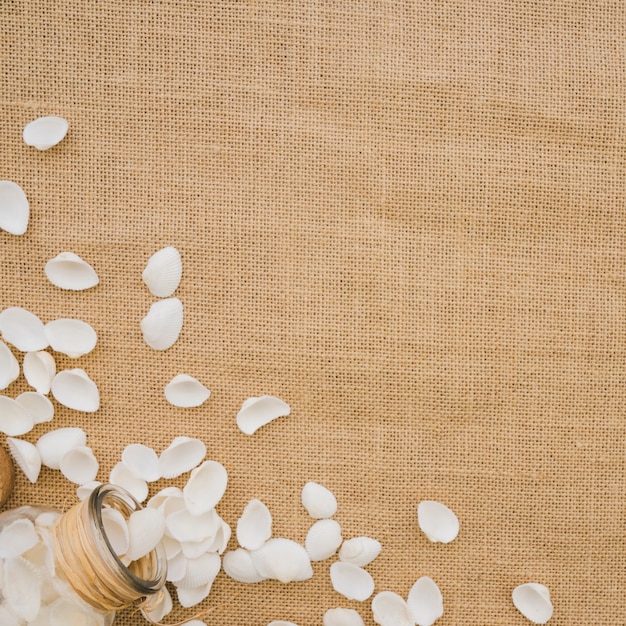 Canvas surface with seashells