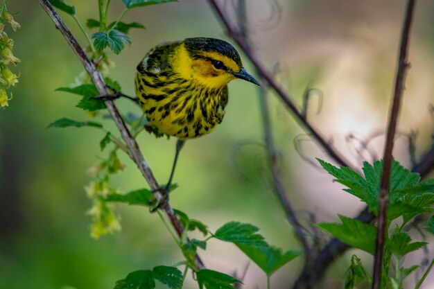 Cape May warbler (Setophaga tigrina)