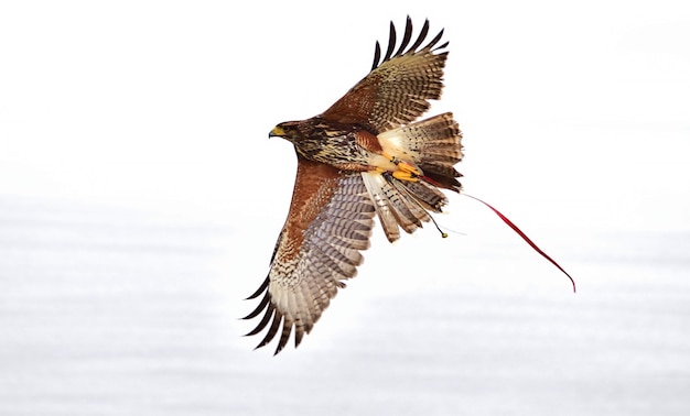 Free photo a captive harris hawk, used in falconry, with wings spread during flight.