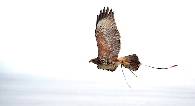 A captive harris hawk, used in falconry, with wings spread during flight.