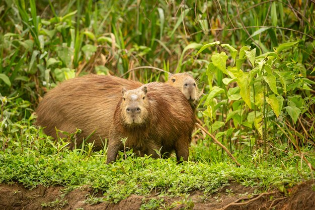 Capybara in the nature habitat of northern pantanal Biggest rondent wild america south american wildlife beauty of nature