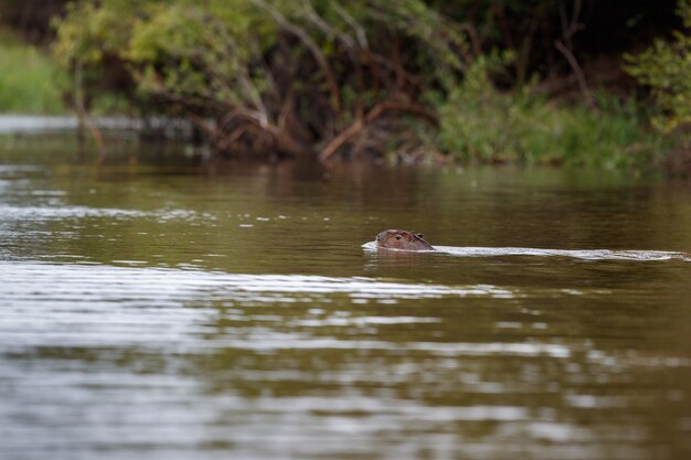 capybara in the nature habitat of northern pantanal