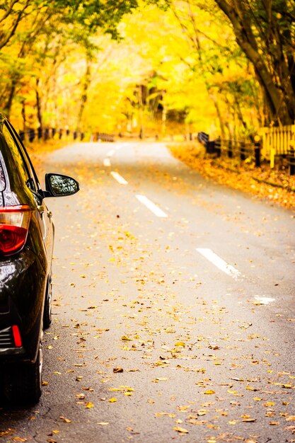 Car on the road in autumn forest