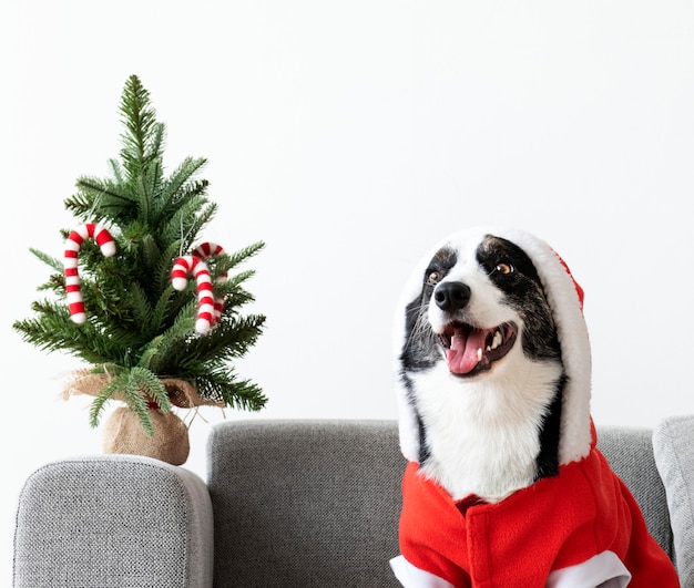 Free photo cardigan welsh corgi wearing a christmas costume