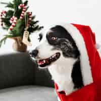 Free photo cardigan welsh corgi wearing a christmas costume