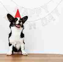 Free photo cardigan welsh corgi wearing a red party cap