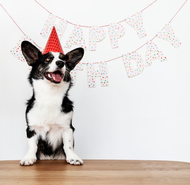 Free Photo cardigan welsh corgi wearing a red party cap