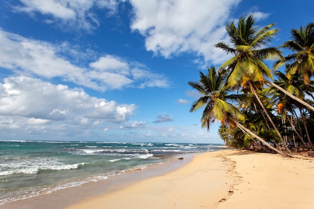 Free photo caribbean beach with palm trees and blue sky