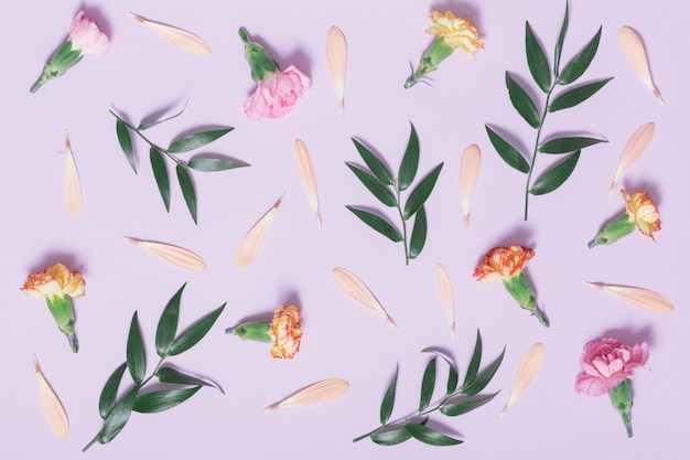 Free Photo carnation heads near petals and leaves