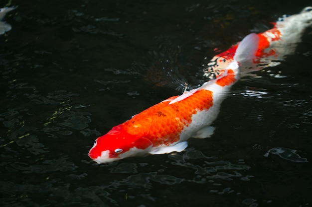 Free photo carp fish swimming in the pond