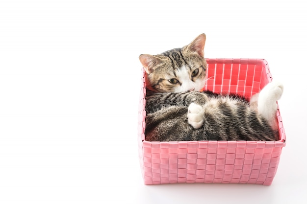 Free photo cat in basket