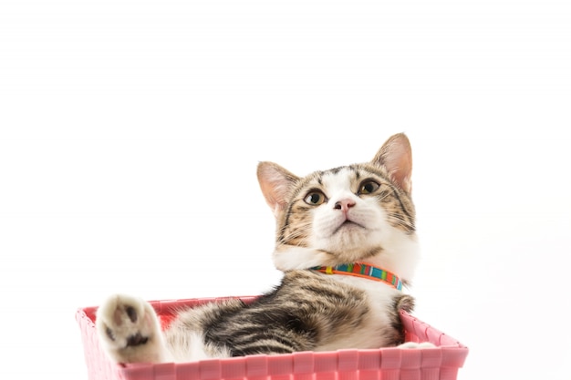 Free Photo cat in basket