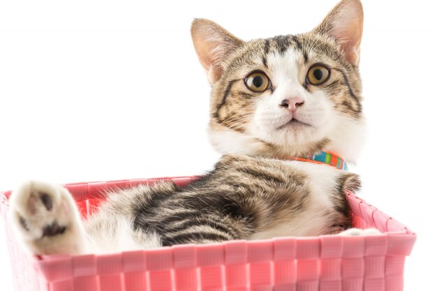 Free Photo cat in basket