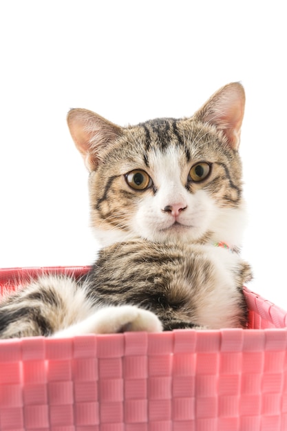 Free photo cat in basket