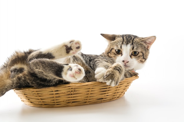 Free photo cat in basket