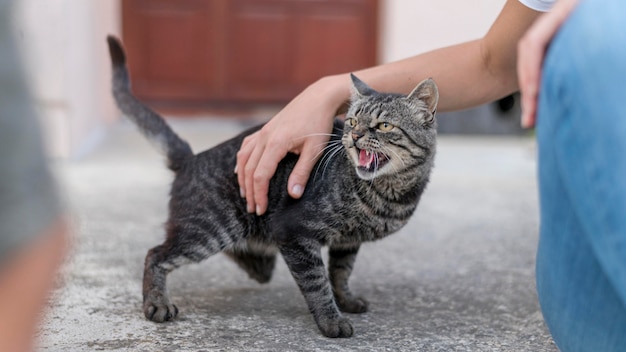 Cat being pet by someone outside