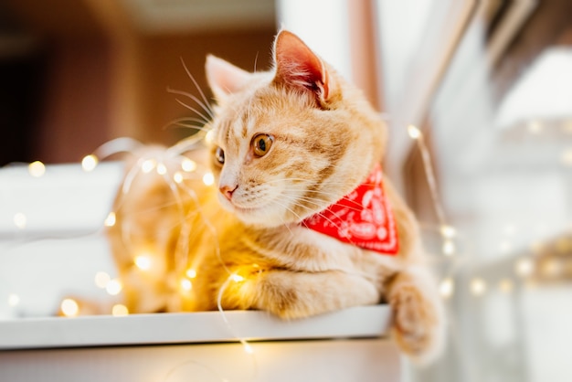 Free Photo cat and christmas lights. cute ginger cat lying near the window and play with lights.