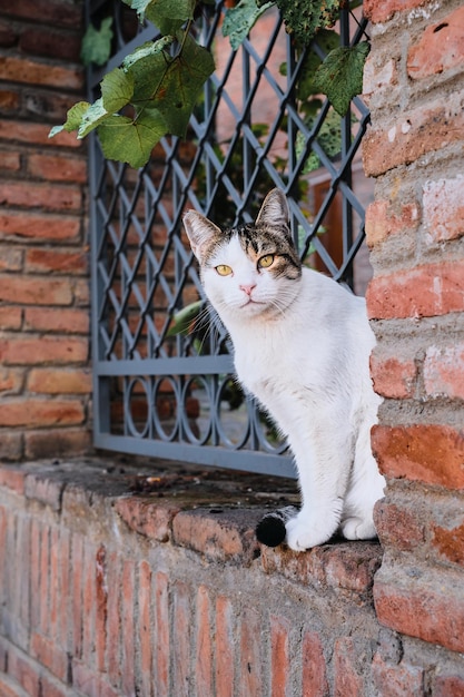 Free photo the cat is sitting on the fence looking into the frame the streets of the old city animals in the urban environment animal care city ecosystems the idea of coexistence in the city ecosystem