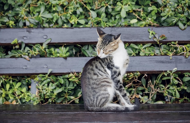 Free photo cat is sniffing itself by sitting on bench