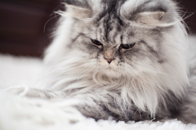 Cat looking at the floor