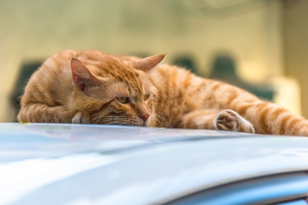 Free photo the cat lying on car roof