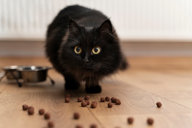 Free photo cat playing in a dirty home