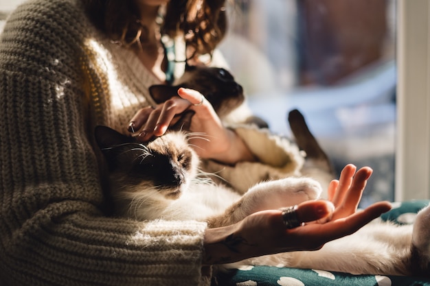 Cat pows in woman hand