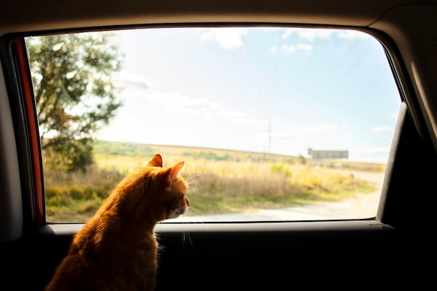 Free Photo cat siting on back seat and looking outside