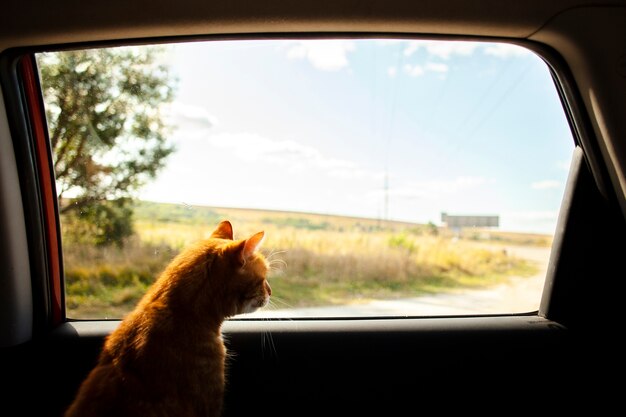 Cat siting on back seat and looking outside