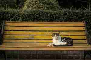 Free photo cat sitting on a bench